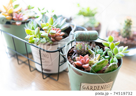 寄せ植えした多肉植物 寄せ植えした多肉植物 74519732