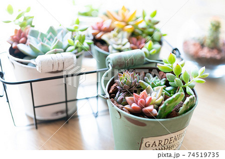 寄せ植えした多肉植物 74519735
