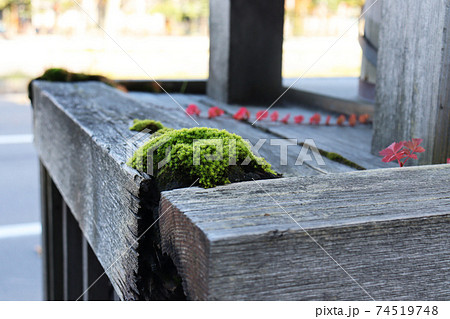 小樽の朽木に生えた苔の写真素材 [74519748] - PIXTA
