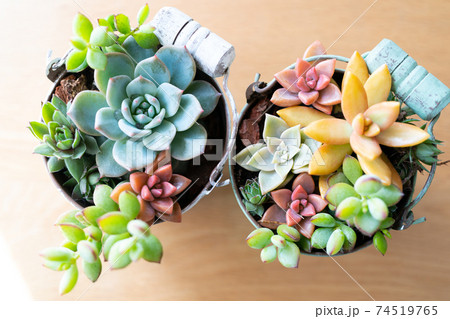 寄せ植えした多肉植物 74519765