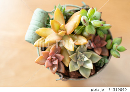 寄せ植えした多肉植物 寄せ植えした多肉植物 74519840