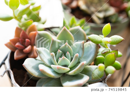 寄せ植えした多肉植物 寄せ植えした多肉植物 74519845