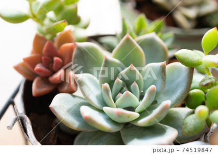 寄せ植えした多肉植物 寄せ植えした多肉植物 74519847
