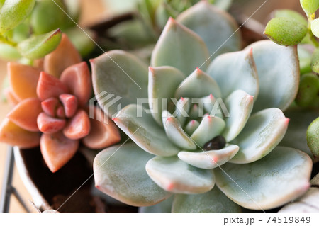 寄せ植えした多肉植物 寄せ植えした多肉植物 74519849