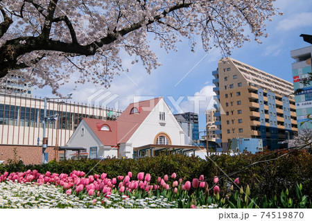 東京都 春 国立市 国立駅南口 東京都 春 国立市 国立駅南口 74519870