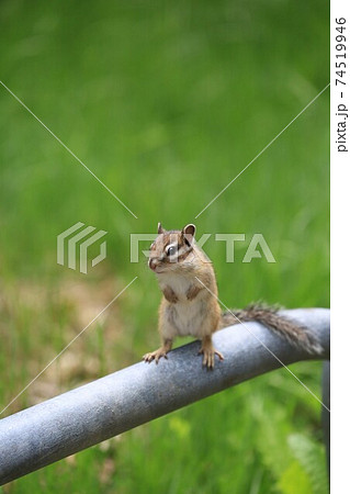 シマリス シマリス 74519946