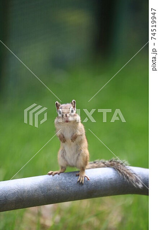 シマリス シマリス 74519947