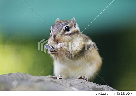 シマリス 74519957