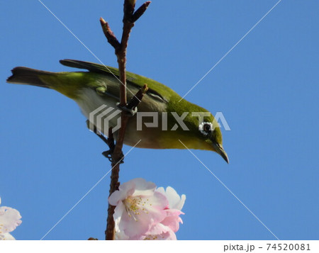 新河岸川のメジロ 74520081