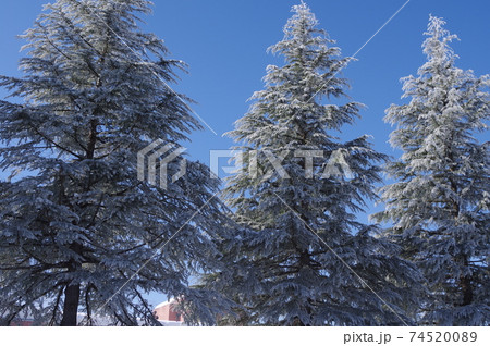 雪国の風景 雪国の風景 74520089