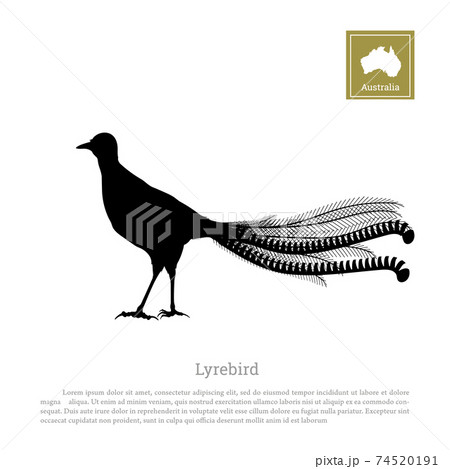 Black silhouette of lyrebird on white background. Animals of Australia. Isolated bird 74520191