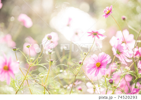 京都府亀岡市コスモス園で撮影した秋桜 74520293