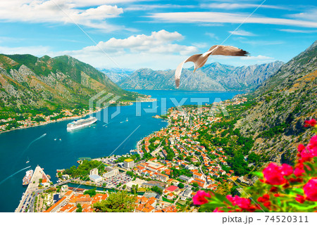 Seagull and bay of Kotor Seagull and bay of Kotor 74520311