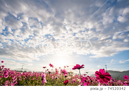京都府亀岡市コスモス園で撮影した秋桜 74520342