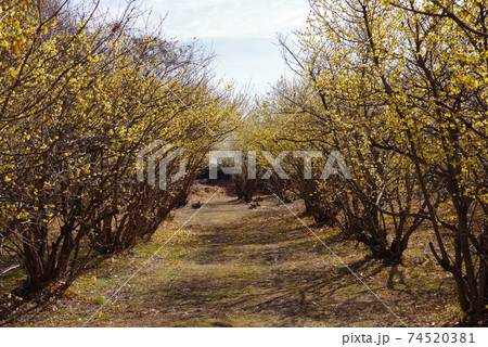和風イメージ『ロウバイ』群馬県安中市ろうばいの郷 74520381