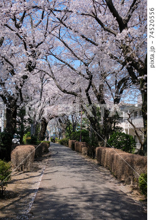 東京都 春 国分寺市 西町緑地 遊歩道 東京都 春 国分寺市 西町緑地 遊歩道 74520556