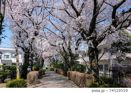 東京都　春　国分寺市　西町緑地　遊歩道 74520559