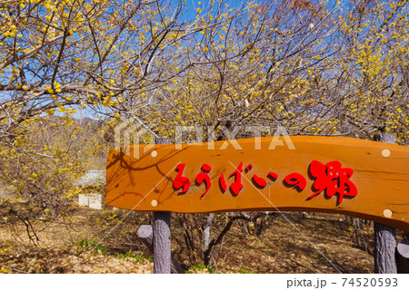 和風イメージ『ロウバイ』群馬県安中市ろうばいの郷 74520593