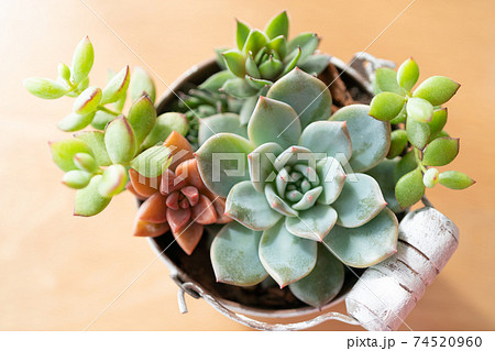 寄せ植えした多肉植物 74520960