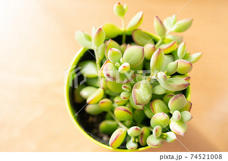 多肉植物のペンデンスの写真素材