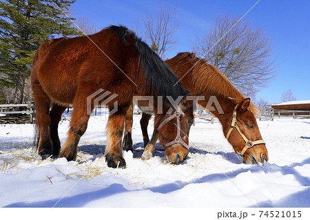 木曽馬 木曽馬 74521015