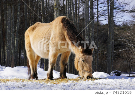 木曽馬 木曽馬 74521019