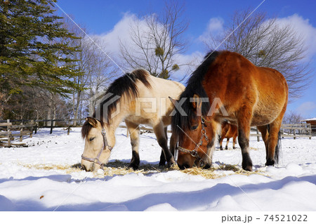 木曽馬 木曽馬 74521022
