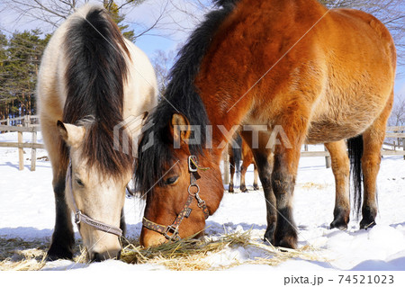 木曽馬 木曽馬 74521023