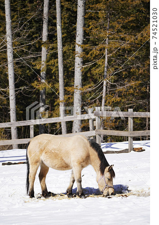 木曽馬 木曽馬 74521030