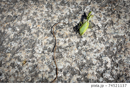 カマキリから出てきたハリガネムシの写真。寄生虫のイメージ。 カマキリから出てきたハリガネムシの写真。寄生虫のイメージ。 74521137