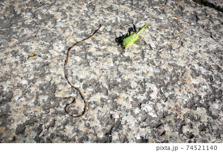カマキリから出てきたハリガネムシの写真。寄生虫のイメージ。 カマキリから出てきたハリガネムシの写真。寄生虫のイメージ。 74521140