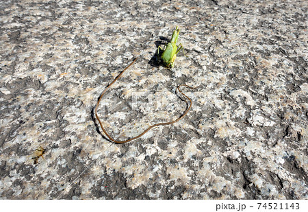 カマキリから出てきたハリガネムシの写真。寄生虫のイメージ。 カマキリから出てきたハリガネムシの写真。寄生虫のイメージ。 74521143