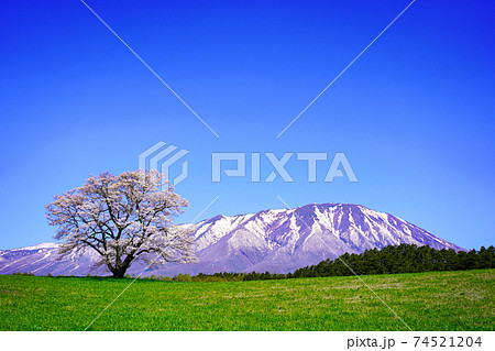 岩手山と一本桜 岩手山と一本桜 74521204