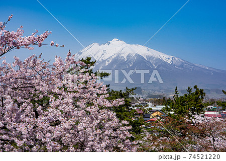 弘前城本丸から眺める桜と岩木山 74521220