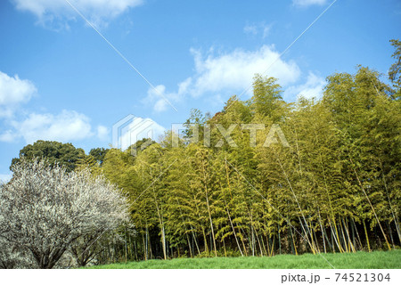 青空のもと、竹林の横に白梅の咲く二月 74521304