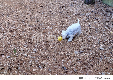 ドッグランでボールと遊ぶウエストハイランドホワイトテリア 74521333