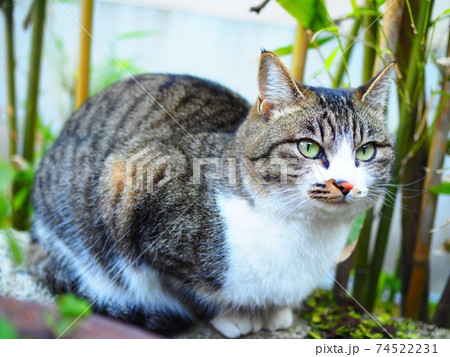 睨みつけるねこの写真素材