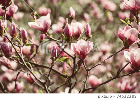 Magnolia spring flowers 74522285