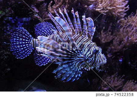 Red lionfish 74522358