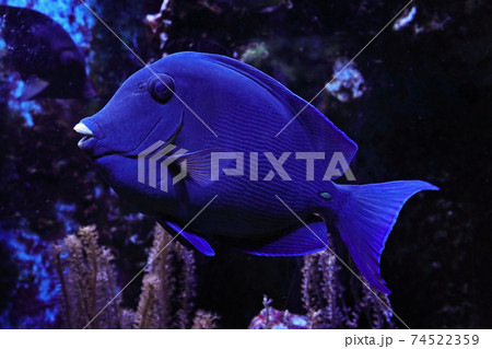 Blue doctorfish Blue doctorfish 74522359
