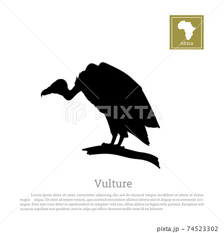 Black silhouette of vulture on white background. African animals. Isolated bird Black silhouette of vulture on white background. African animals. Isolated bird 74523302