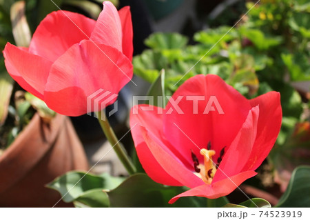 ～チューリップ～　　◦◦◦◦ Red tulips ◦◦◦◦ 74523919