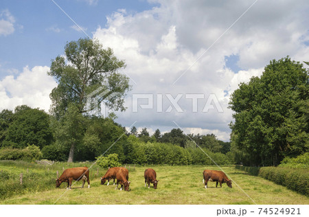 Meadow with cows Meadow with cows 74524921