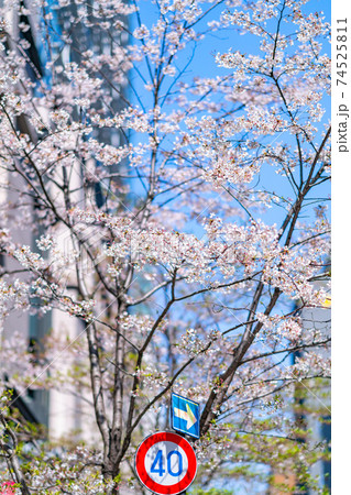 銀座 春 桜 木 人混み 中央区 昼 午前 高級 都心 東京 道路 高層ビル 車 歩行者 買い物 銀座 春 桜 木 人混み 中央区 昼 午前 高級 都心 東京 道路 高層ビル 車 歩行者 買い物 74525811