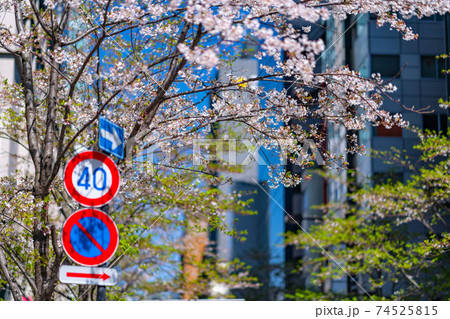 銀座　春　桜　木　人混み　中央区　昼　午前　高級　都心　東京　道路　高層ビル　車　歩行者　買い物 74525815