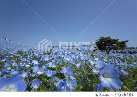 雲一つない青空の下の広大な丘に群生するネモフィラの花 74526433