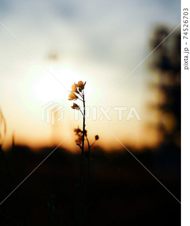 夕焼けに映える菜の花 夕焼けに映える菜の花 74526703