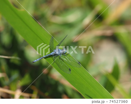 ナニワトンボ 74527360