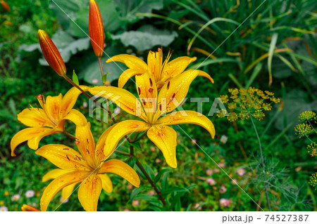 Flowers in the garden. Lilium Flowers in the garden. Lilium 74527387