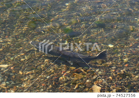 サケの遡上　鮭の遡上　ふるさとの川に帰る鮭 74527556